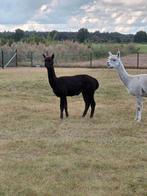 Alpaca dieren., Dieren en Toebehoren, Overige Dieren, September, Meerdere dieren