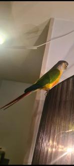 Green-cheeked Conure،, Mannelijk, Tropenvogel