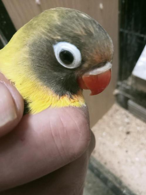 Prachtige piep jonge agapornis personata man, Dieren en Toebehoren, Vogels | Parkieten en Papegaaien, Dwergpapegaai of Agapornis