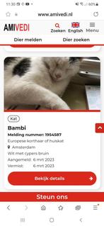 Bambi is vermist 6 maart Amsterdam noord Nieuwendam, Dieren en Toebehoren, Katten en Kittens | Raskatten | Langhaar, Kater, 3 tot 5 jaar