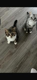 Moeder en zoon: lieve katten zoeken een liefdevol thuis, Dieren en Toebehoren, Katten en Kittens | Raskatten | Korthaar, Meerdere dieren