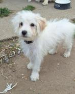Ter adoptie Star, CDV (hondenziekte), 8 tot 15 weken, Teef, Eén hond