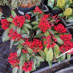 Skimmia bessen planten  €10,- pst. 4 v €35,-, Ophalen, Overige soorten, Volle zon