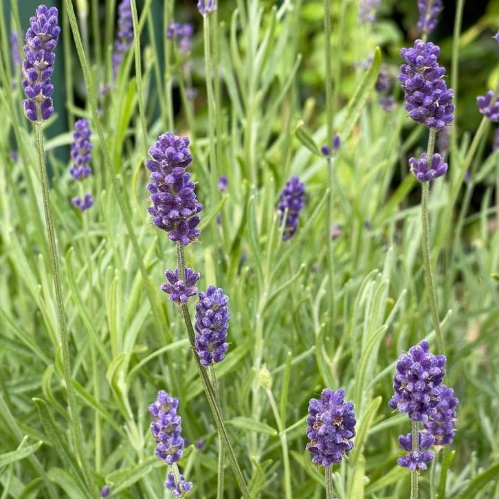 Zaden lavendel (Lavandula angustifolia), Tuin en Terras, Bloembollen en Zaden, Zaad, Voorjaar, Volle zon, Ophalen of Verzenden