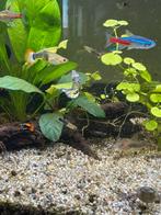 Guppen guppies, Dieren en Toebehoren, Vis