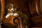 Australian Shepherd pup met stamboom, Dieren en Toebehoren, Honden | Herdershonden en Veedrijvers, Parvo, Nederland, 8 tot 15 weken