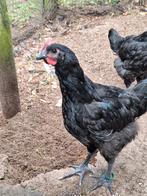 Te koop 3 Jersey Giant hanen., Dieren en Toebehoren, Pluimvee, Mannelijk, Kip