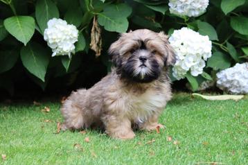 Prachtige boomer pups reutjes beschikbaar voor biedingen