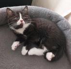 Britse kothaar kruising poesje 8 weekjes, Poes