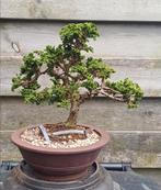 Chamaecyparis obtusa Sekka Hinoki Cypress bonsai shohin, Tuin en Terras, Bloeit niet, Minder dan 100 cm, Volle zon, In pot