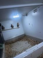 Kleine barmsijs, Dieren en Toebehoren, Vogels | Overige Vogels, Meerdere dieren, Geringd