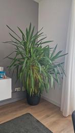Yucca plant, Ophalen, 100 tot 150 cm, Halfschaduw, In pot