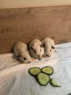 Cavia beertjes wit california zwart, Dieren en Toebehoren, Knaagdieren, Cavia, Mannelijk, Tam, September