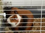 Twee lieve cavia’s (mannetjes) met kooi, Dieren en Toebehoren, Knaagdieren, Mei, Mannelijk, Cavia