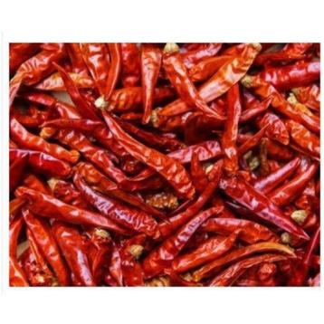  Indiase Rode Chili  beschikbaar voor biedingen