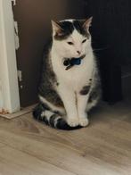 Nieuw huis gezocht voor Lilly!, Dieren en Toebehoren, Katten en Kittens | Raskatten | Korthaar, Poes