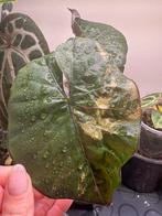 Alocasia yucatan princes variegata, Ophalen of Verzenden, Halfschaduw, Minder dan 100 cm