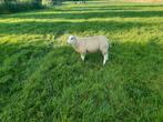 Jonge dekrammen aangeboden, Dieren en Toebehoren, Schapen, Geiten en Varkens, Mannelijk, Schaap