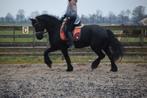 Friese stamboekmerrie & recreatie ruin & grote tinker 1m65h, Ruin, 160 tot 165 cm, Recreatiepaard, 7 tot 10 jaar