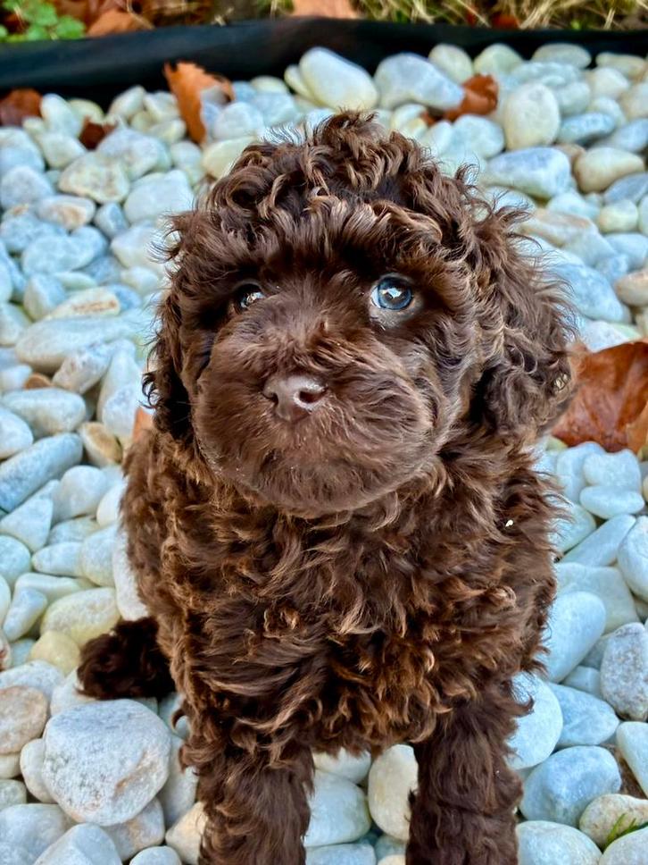 Mini labradoodle pups te koop! 💙💙 reutjes!, Dieren en Toebehoren, Honden | Chihuahua's en Gezelschapshonden, Meerdere dieren
