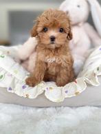 Exclusieve Maltipoo F1, TeaCup pups (Maltezer/Toy Poedel), Dieren en Toebehoren, Honden | Chihuahua's en Gezelschapshonden, Particulier