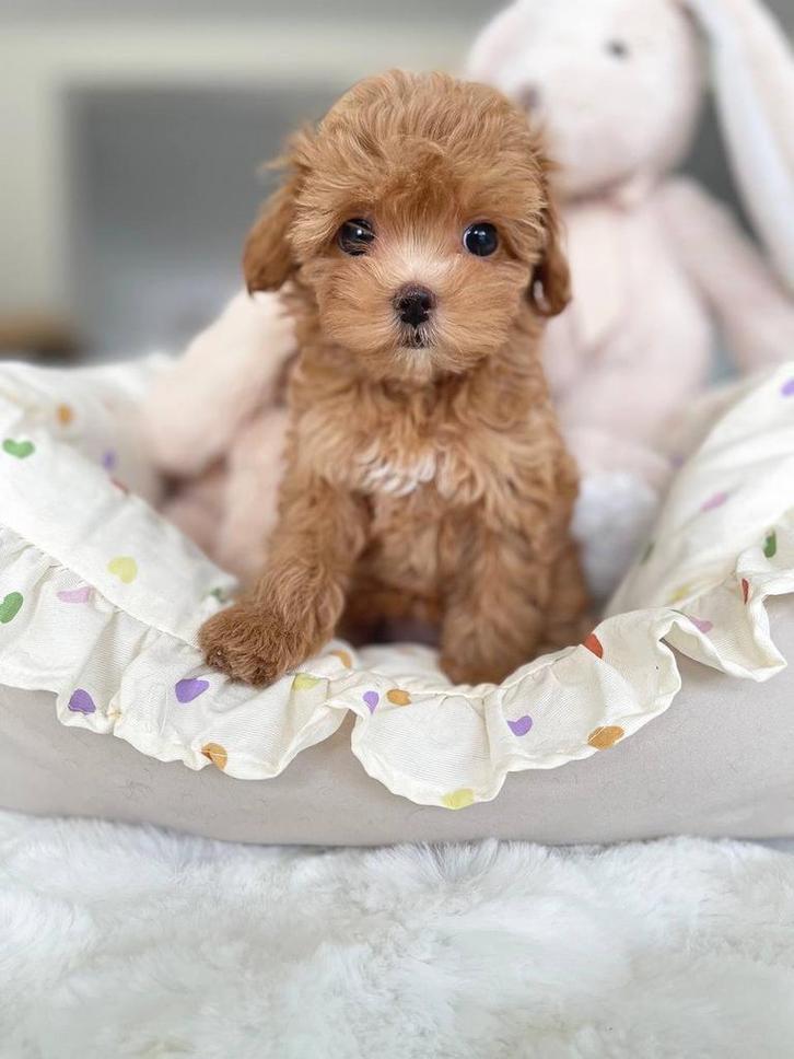 Exclusieve Maltipoo F1, TeaCup pup(Maltezer/Asia Toy Poedel), Dieren en Toebehoren, Honden | Chihuahua's en Gezelschapshonden