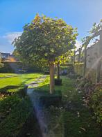 Mooie Bolboom bolcatalpa voor uw tuin!, Tuin en Terras, Planten | Bomen, Bloeit niet, 250 tot 400 cm, Ophalen, Volle zon