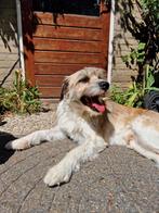 Lieve zachtaardige boerenfox reu zoekt rustig huis/boerderij, Dieren en Toebehoren, Honden | Jack Russells en Terriërs, CDV (hondenziekte)