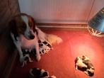 Prachtige kooiker pups, Overige rassen, Meerdere, Meerdere dieren, Nederland