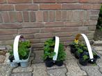 Aardbeiplanten, Ophalen, Minder dan 100 cm, Overige soorten, Volle zon