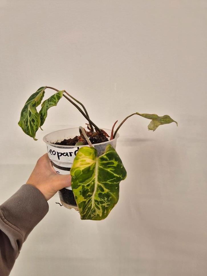 Philodendron Gloriosum Snow Leopard Variegata, Huis en Inrichting, Kamerplanten, Minder dan 100 cm, Halfschaduw, Ophalen of Verzenden