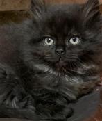 Prachtige Ragdoll x Pers kittens, Dieren en Toebehoren, Meerdere dieren, Ontwormd