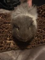 Teddy cavia 8 maand oud, zie beschrijving, Mannelijk, Tam, Maart, Cavia