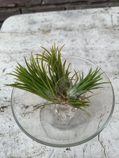 T.I. Fuego Lucht Plantjes, Huis en Inrichting, Kamerplanten, Overige soorten, Minder dan 100 cm, Bloeiende kamerplant, Volle zon