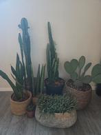 Cactussen inclusief potten en manden, Ophalen, Minder dan 100 cm, Groene kamerplant, In pot