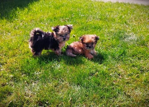 Mooie kleinblijvende Boomer pups te koop, Dieren en Toebehoren, Honden | Chihuahua's en Gezelschapshonden, Meerdere dieren, Maltezer