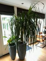 Maya Palm inclusief pot, Ophalen, Palm, In pot, 200 cm of meer