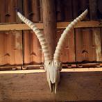 Prachtige Schedel Schaap met lange hoorns, Ophalen of Verzenden, Zo goed als nieuw