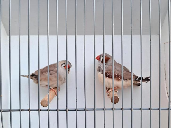 Koppel zebravinken bruin., Dieren en Toebehoren, Vogels | Overige Vogels, Meerdere dieren, Geringd