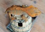 Wimpergekko man halloween harlequin, Dieren en Toebehoren, Reptielen en Amfibieën