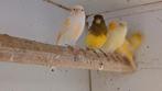 Kanaries, Dieren en Toebehoren, Meerdere dieren, Kleurkanarie