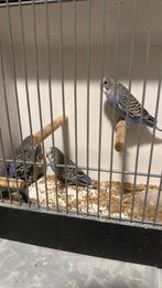 2x blauwe en 1x grijze geelmasker split voor blackface, Meerdere dieren, Parkiet