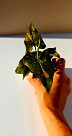 Syngonium ‘Pink Splash’ – babyplant , Huis en Inrichting, Kamerplanten, Ophalen of Verzenden, Overige soorten, Minder dan 100 cm