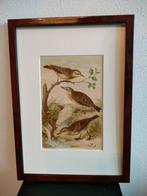 Chromolitho Litho A. Haase Praag Vogels Vogel Birds 1888, Ophalen of Verzenden