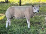 Te koop texelaar dekram, Dieren en Toebehoren, Mannelijk, Schaap, 0 tot 2 jaar