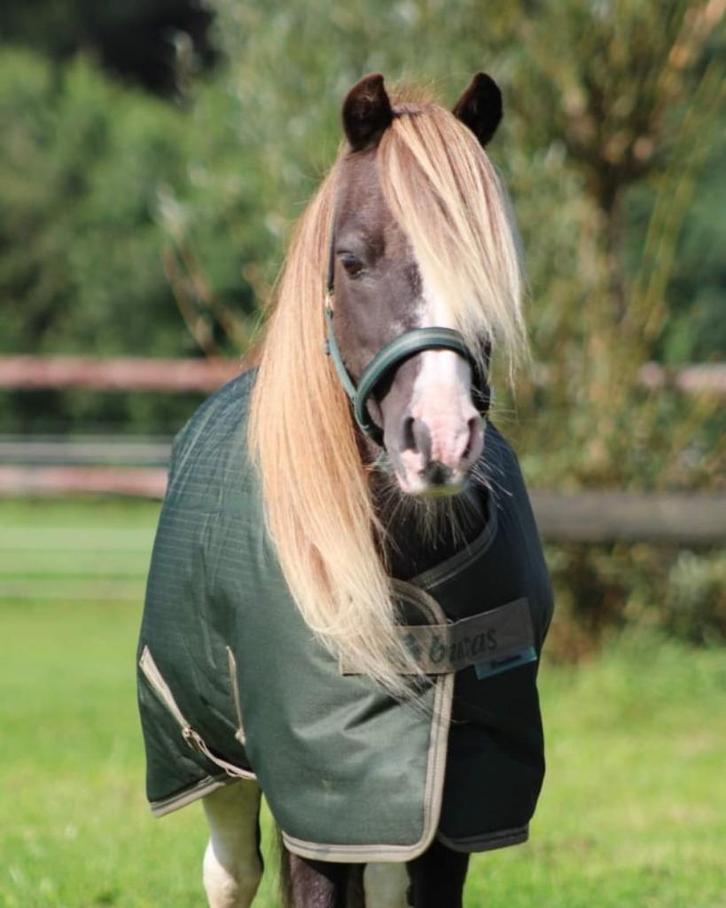 Bucas winterdeken waterdicht 150 gram div. maten nieuw!, Dieren en Toebehoren, Paarden en Pony's | Dekens en Dekjes, Nieuw, Deken