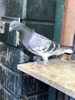 Postduiven duivin Comb Atema, Dieren en Toebehoren, Vogels | Duiven, Vrouwelijk, Postduif