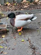 2 mooie kwakertjes, woerden, Dieren en Toebehoren, Pluimvee, Mannelijk, Eend