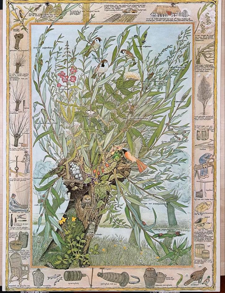 Wandplaat Natuur: Knotwilg in de School, Antiek en Kunst, Antiek | Schoolplaten, Natuur en Biologie, Ophalen of Verzenden