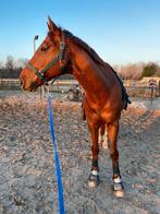 Verzorger gezocht Woerden, Dieren en Toebehoren, Ophalen